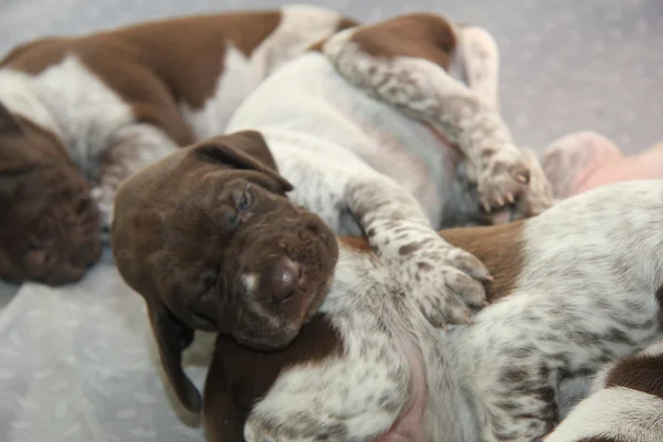 Alemán Shorthaired puntero cachorros —  Fotos de Stock