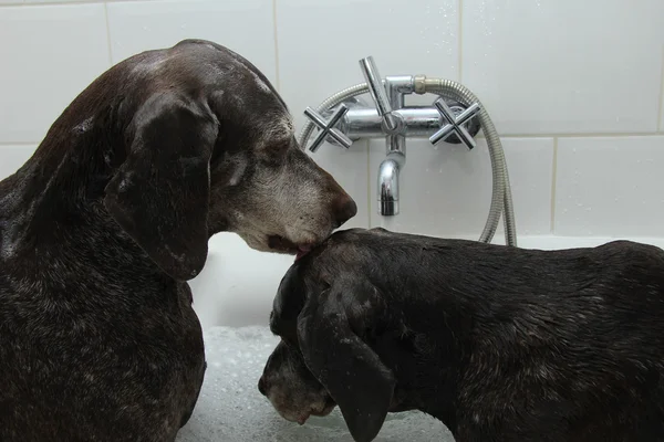 Honden in de badkuip — Stockfoto