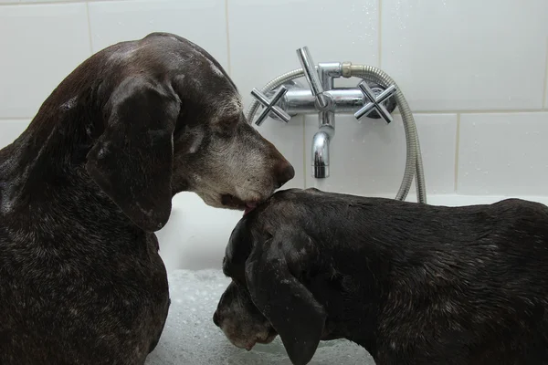 浴槽の中で犬 — ストック写真