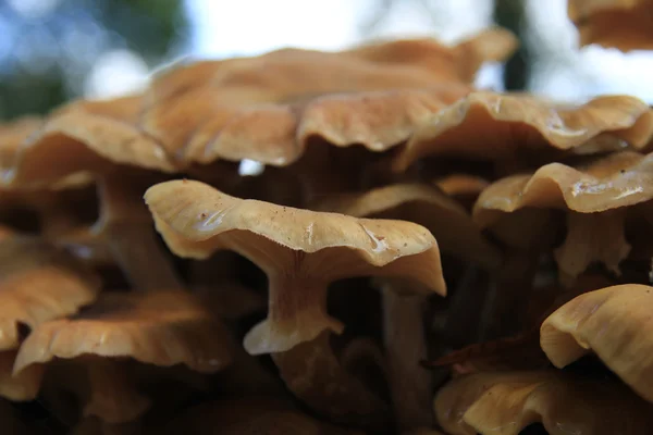 Gros plan sur les champignons — Photo