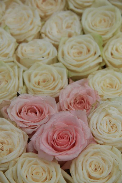 White and pink bridal roses — Stock Photo, Image