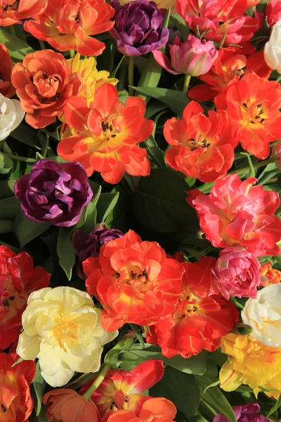 Tulipán různobarevné kytice — Stock fotografie