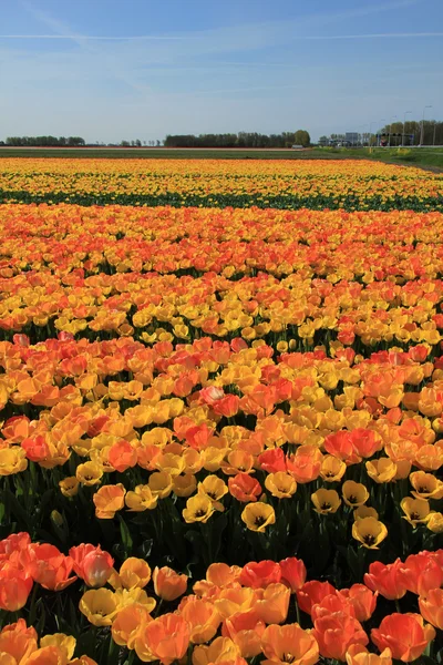 Gelbe und orangefarbene Tulpen — Stockfoto