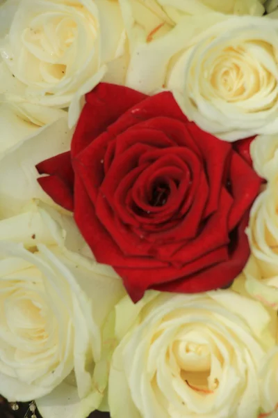 Red and white roses — Stock Photo, Image