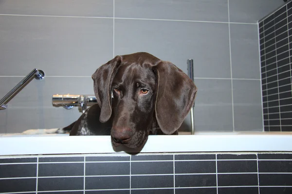 German shorthaired pointer in a bathtub — Stock Photo, Image