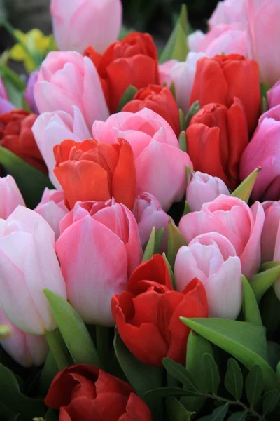 Tulipes rouges et roses — Photo