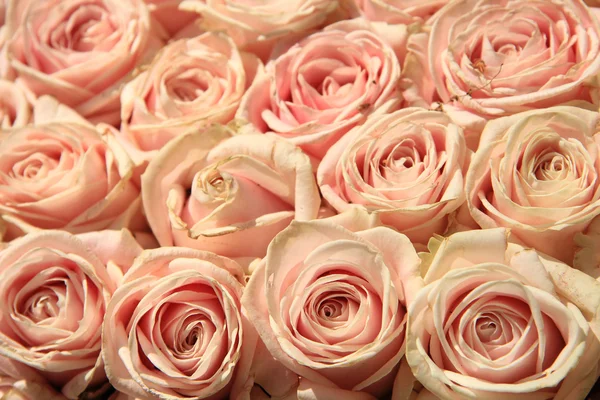 粉红色婚礼玫瑰 — 图库照片