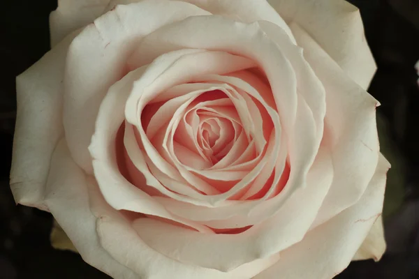 Rosa rosa da vicino — Foto Stock