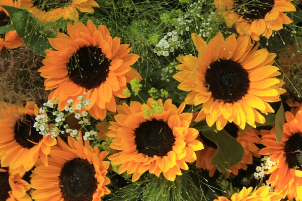 Sunflowers — Stock Photo, Image