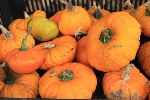 Citrouilles — Photo