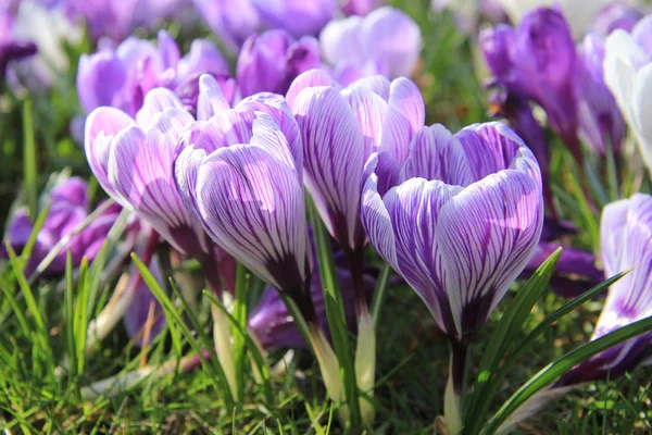 Lila und weiße Krokusse — Stockfoto