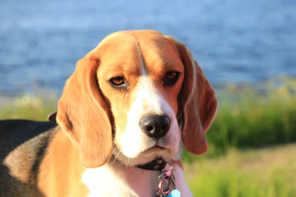 Jovem beagle fêmea — Fotografia de Stock