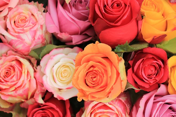 Roses de mariage multicolores — Photo