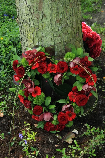 Flores simpatia em forma de coração — Fotografia de Stock