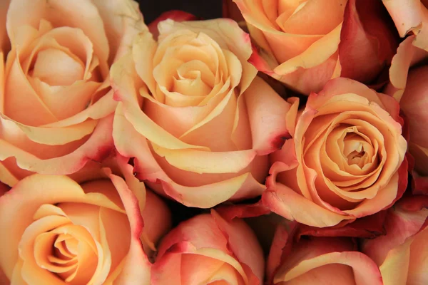 Bunte Hochzeitsrosen — Stockfoto