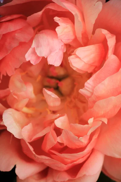 Roze pioen — Stockfoto