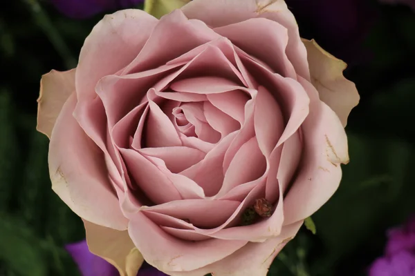 Rosa púrpura de cerca — Foto de Stock