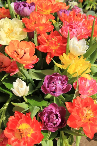 Veelkleurige tulip boeket — Stockfoto