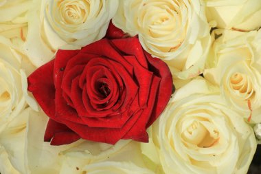 kırmızı ve beyaz Güller