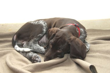 Alman shorthaired pointer yavru