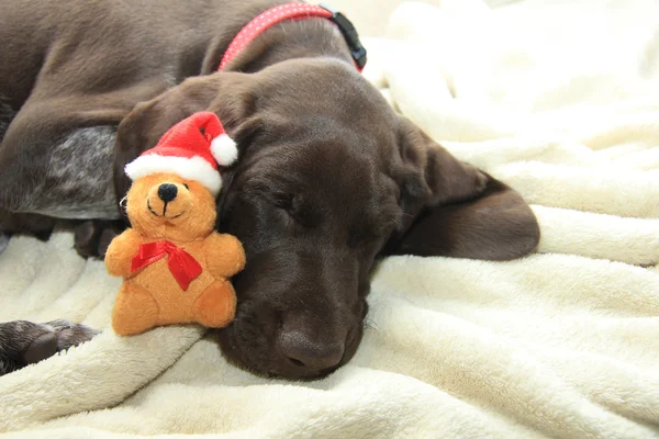 Sonhando com o Natal de um cão — Fotografia de Stock