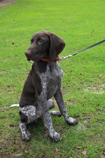 Rövidszőrű német Vizsla — Stock Fotó