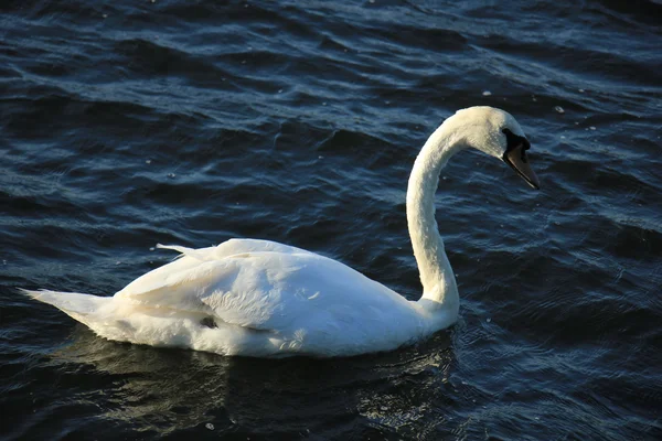 Único cisne — Fotografia de Stock