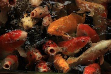 Koi carps