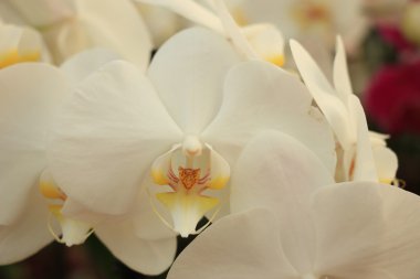 Phalaenopsis orkide
