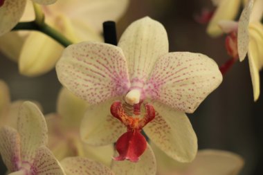 Phalaenopsis orkide