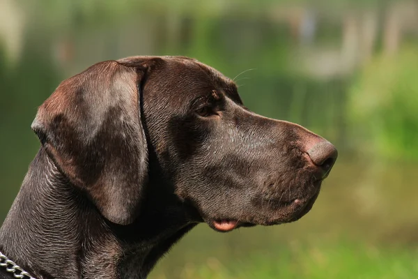 Alman shorthaired ibre — Stok fotoğraf