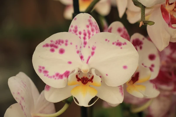 Phalaenopsis orkidé — Stockfoto