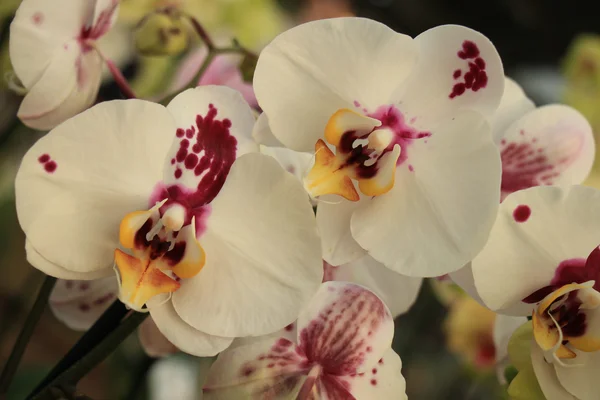 Phalaenopsis orchid — Stock Photo, Image