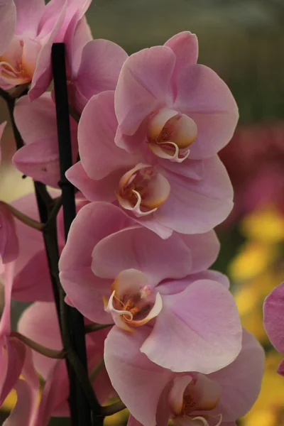 Phalaenopsis orkidé — Stockfoto
