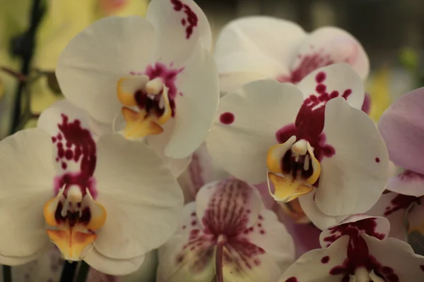 Phalaenopsis orchid — Stock Photo, Image