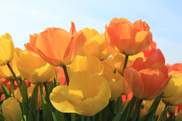 Tulipanes amarillos y naranjas — Foto de Stock