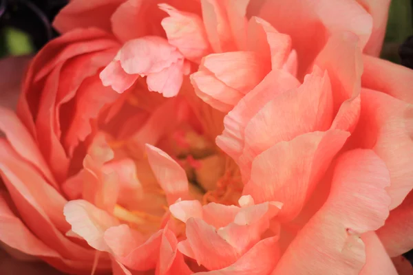 Pink Peony — Zdjęcie stockowe