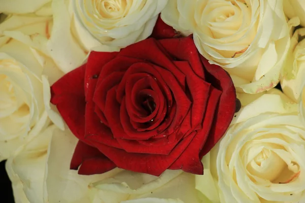 Red and white roses — Stock Photo, Image