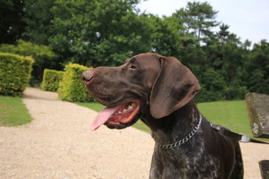 Alman shorthaired ibre
