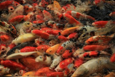 Koi carps