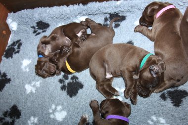 Alman Shorthaired Pointer yavruları