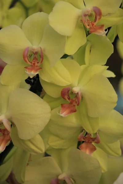 Orchidej Phalaenopsis — Stock fotografie