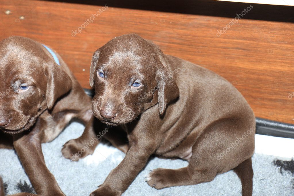 German Shorthaired Pointer Puppies Stock Photo C Portosabbia