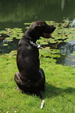Alman shorthaired ibre