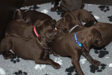 Alman Shorthaired Pointer yavruları