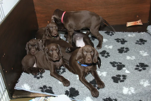 Alemán Shorthaired puntero cachorros — Foto de Stock