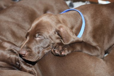 Alman Shorthaired Pointer yavruları