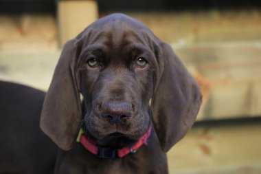 Alman shorthaired pointer yavru