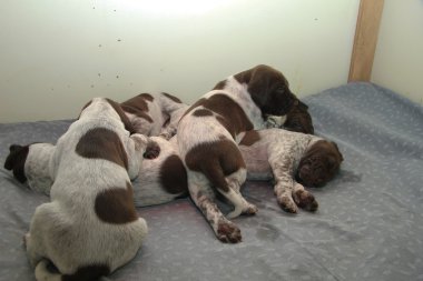 Alman Shorthaired Pointer yavruları