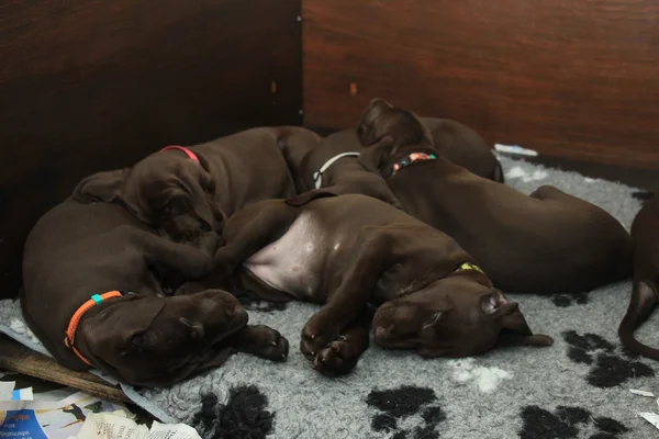 Tedesco Shorthaired Pointer cuccioli — Foto Stock